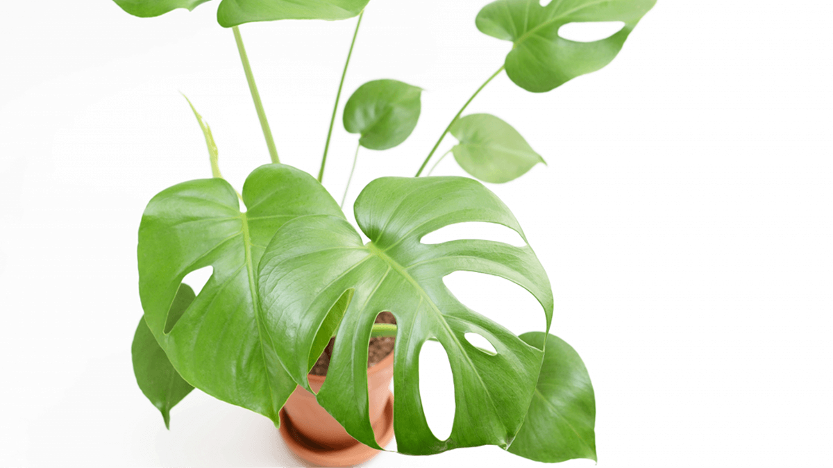 風水 玄関におすすめの観葉植物をご紹介します Berkat Japan株式会社 ベルカットジャパン